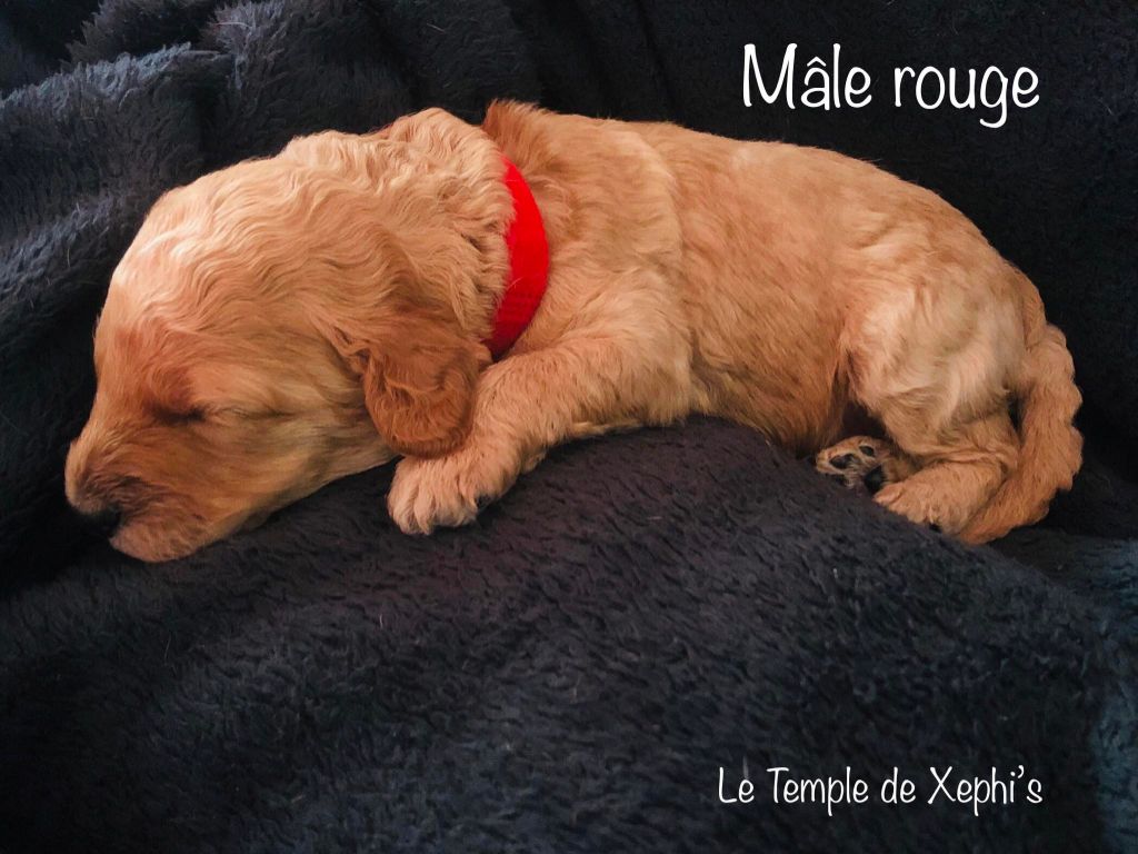 Le Temple de Xephi - Chiots disponibles - Caniche
