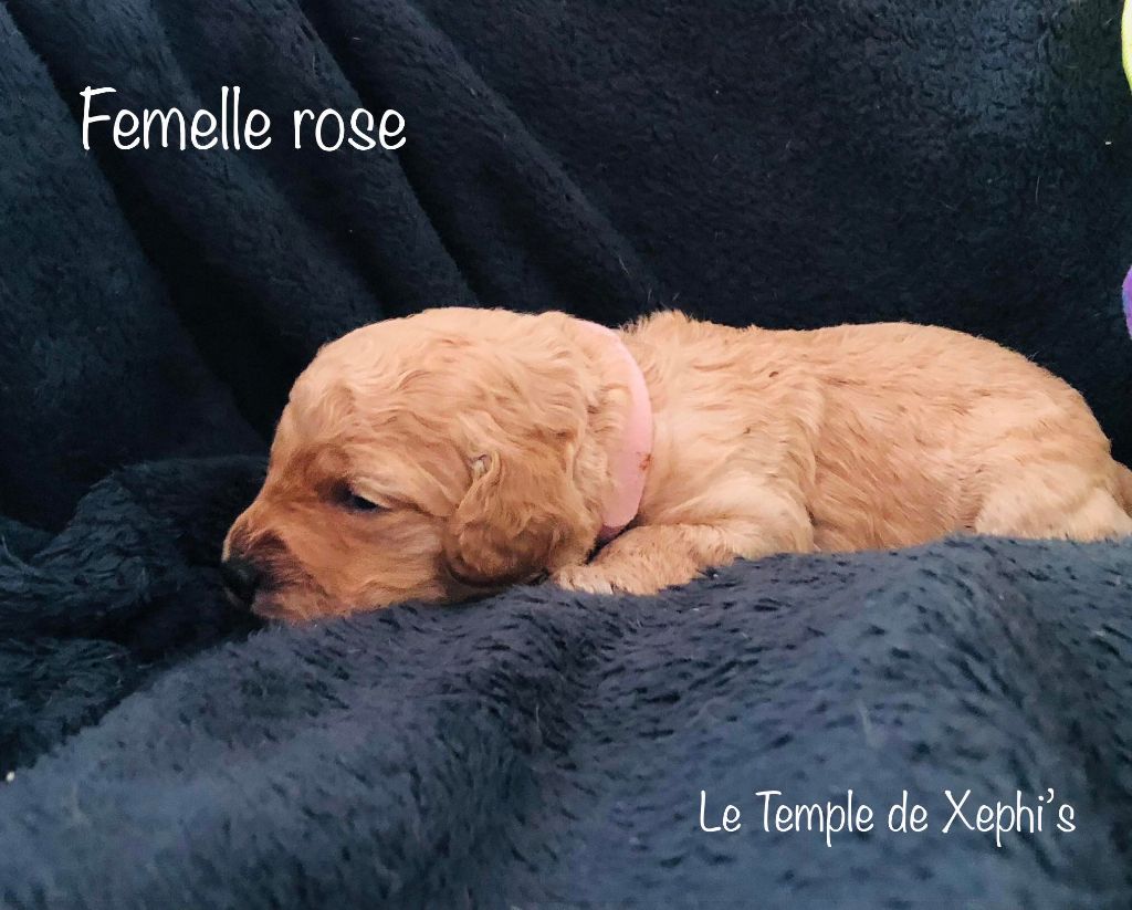 Le Temple de Xephi - Chiots disponibles - Caniche