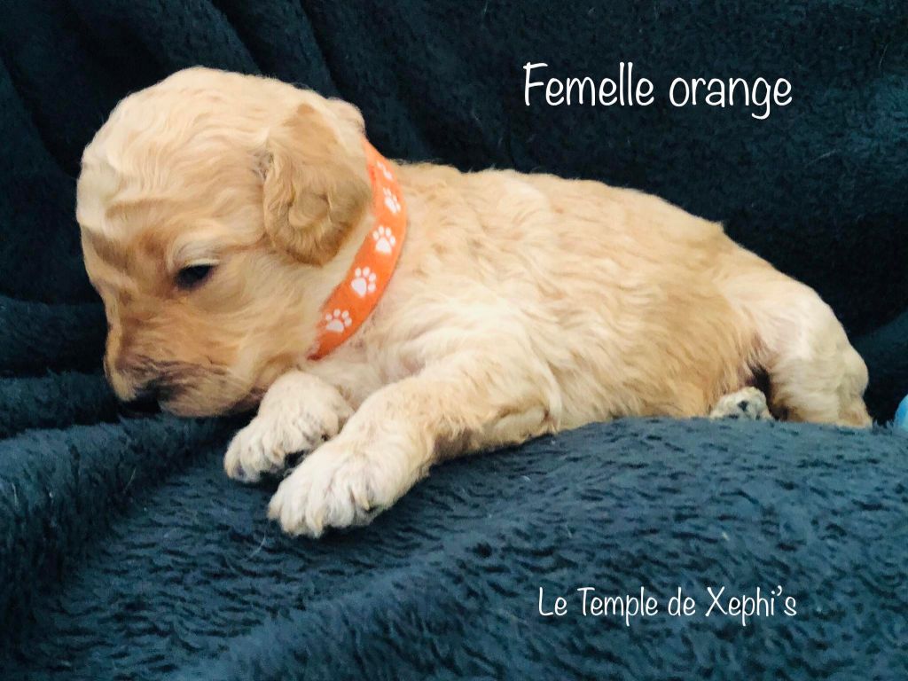 Le Temple de Xephi - Chiots disponibles - Caniche