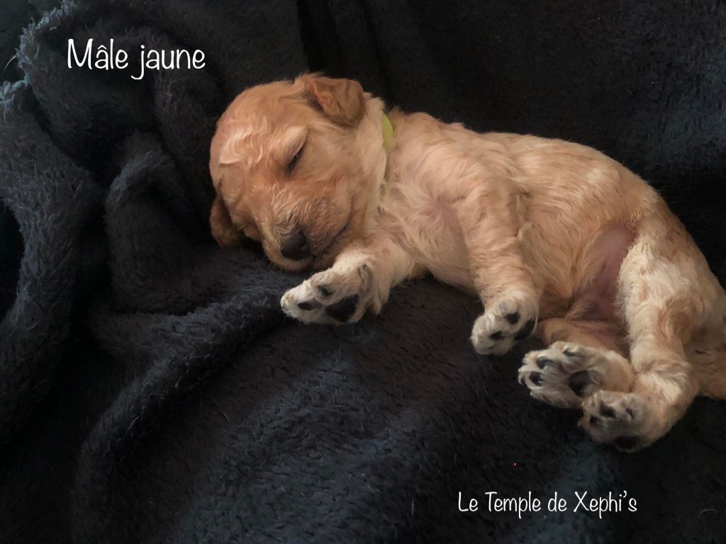 Le Temple de Xephi - Chiots disponibles - Caniche