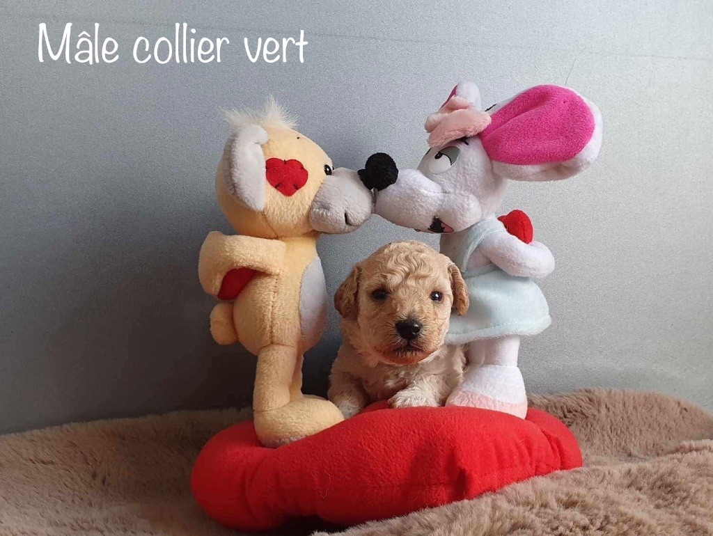 Le Temple de Xephi - Chiots disponibles - Caniche