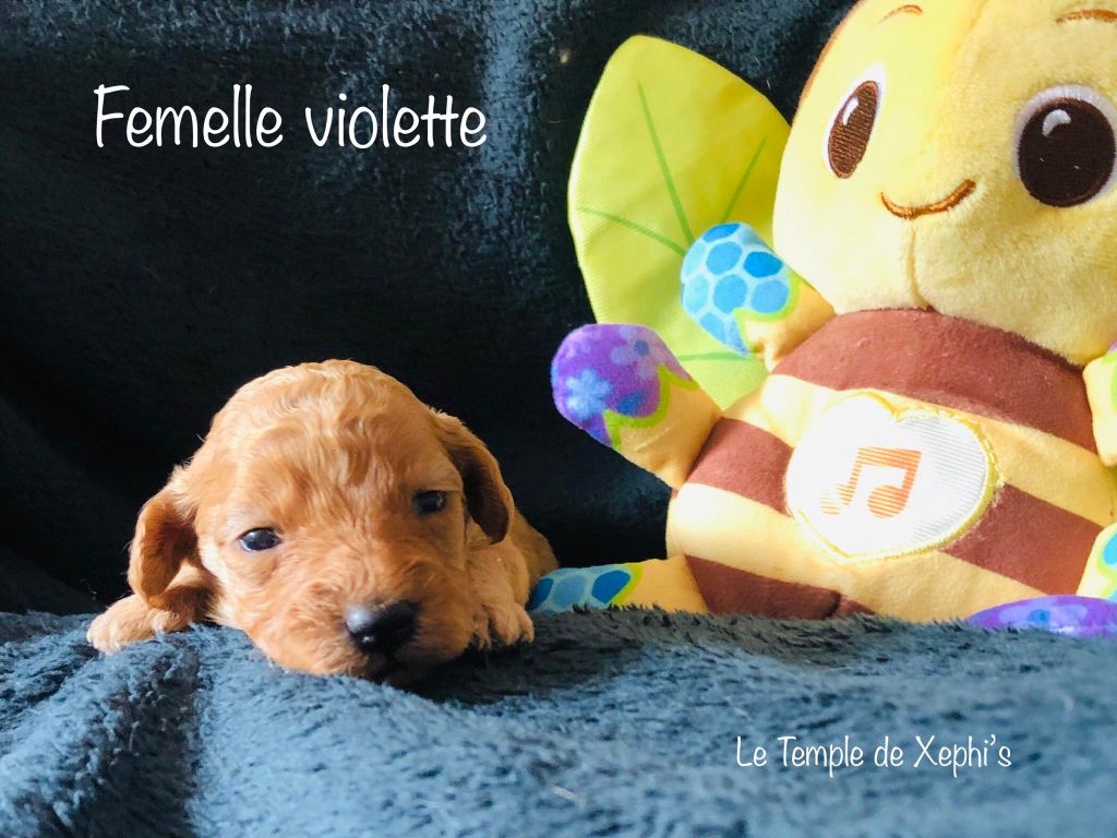 Le Temple de Xephi - Chiots disponibles - Caniche