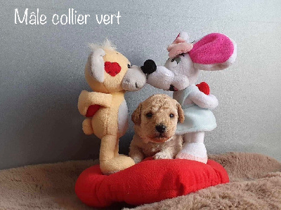 CHIOT 2