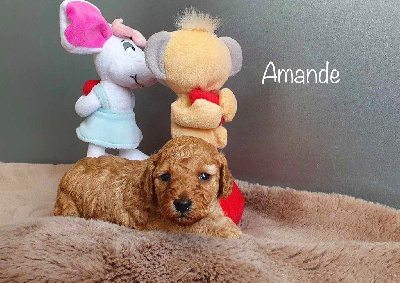 CHIOT 4