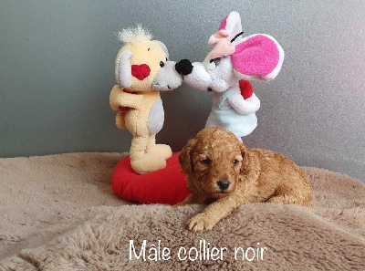 CHIOT1