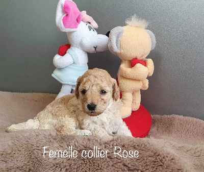CHIOT 5