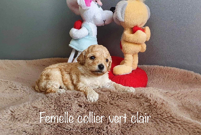 CHIOT 6