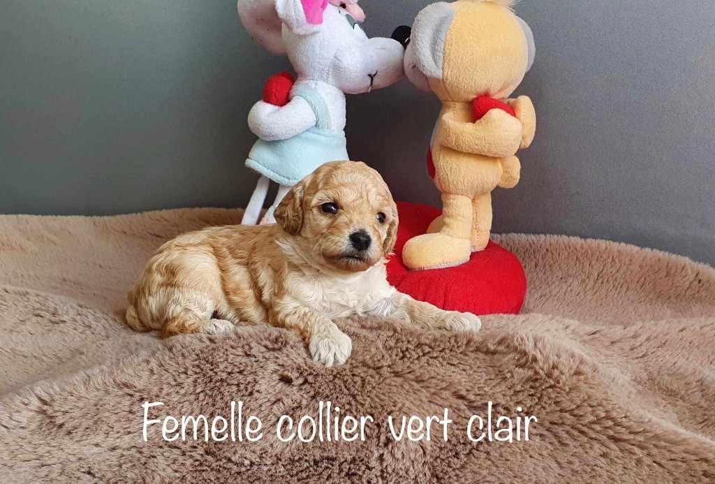 Le Temple de Xephi - Chiots disponibles - Caniche